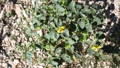 Physalis crassifolia