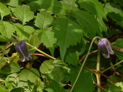 Clematis pitcheri