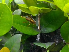 Polistes