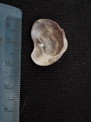 Bostrycapulus aculeatus