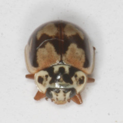 Mulsantina picta