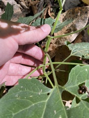 Mikania cordifolia