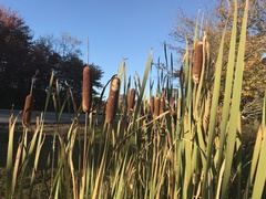 Typha