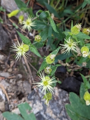 Silene parishii