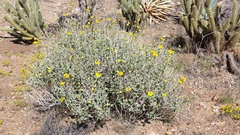 Encelia actoni