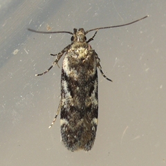Gelechiini