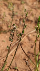 Triglochin laxiflora