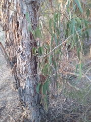 Eucalyptus globulus