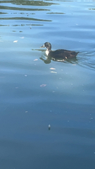 Anas platyrhynchos domesticus