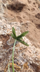Dactyloctenium aegyptium
