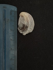 Bostrycapulus aculeatus