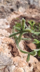 Dactyloctenium aegyptium