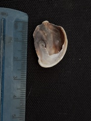 Bostrycapulus aculeatus