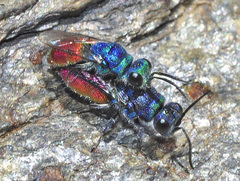 Chrysis ignita