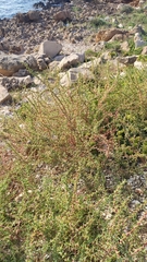 Salsola oppositifolia