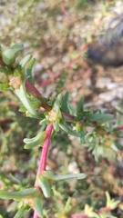 Salsola oppositifolia