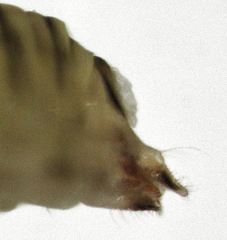 Cryptoneossa triangula