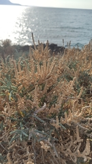 Arthrocaulon macrostachyum