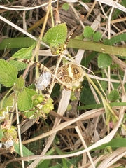 Argiope argentata