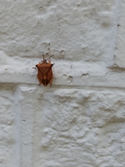 Carpocoris fuscispinus