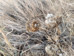 Cirsium ochrocentrum