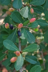 Viburnum