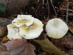 Tricholoma
