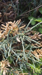 Arthrocaulon macrostachyum