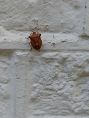 Carpocoris fuscispinus