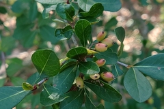 Viburnum