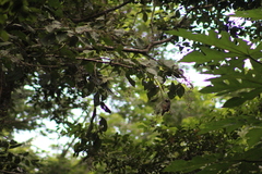 Saltator grandis