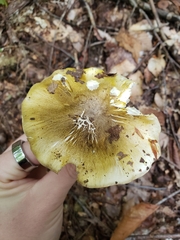Tricholoma