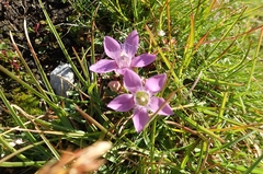 Gentianella