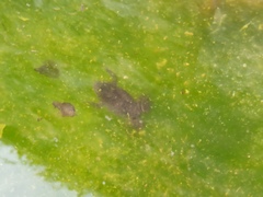 Bombina variegata