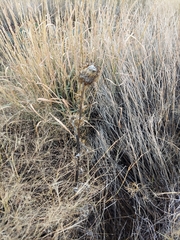 Cirsium ochrocentrum