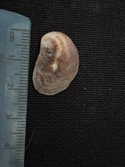 Bostrycapulus aculeatus