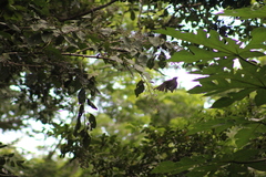 Saltator grandis