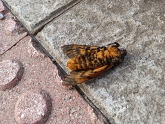 Acherontia atropos