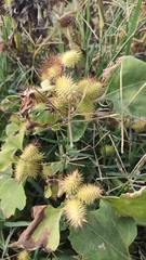 Xanthium orientale italicum