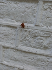 Carpocoris fuscispinus