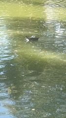 Anas platyrhynchos domesticus