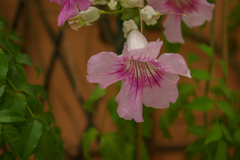 Bignoniaceae