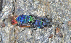 Chrysis ignita