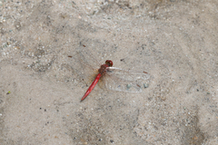 Diplacodes haematodes