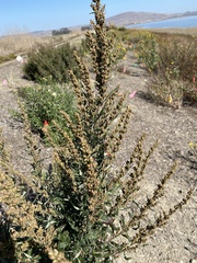 Artemisia douglasiana