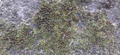 Diphyscium foliosum