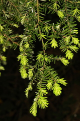 Tsuga chinensis