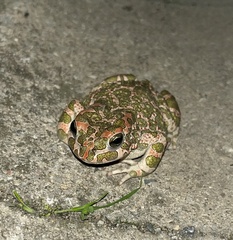Bufotes viridis sitibundus