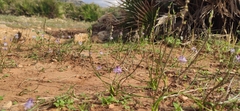 Triglochin laxiflora