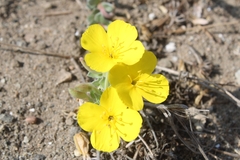 Camissoniopsis cheiranthifolia
